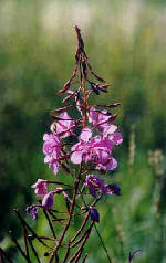 Flower of the Yukon - Fireweed