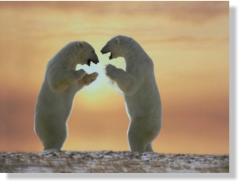 2 Polar Bears talking to each other N.W.T - Canada