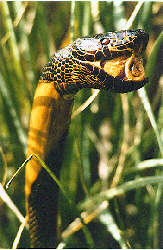 "Snake Cane" by Darcy Gertz